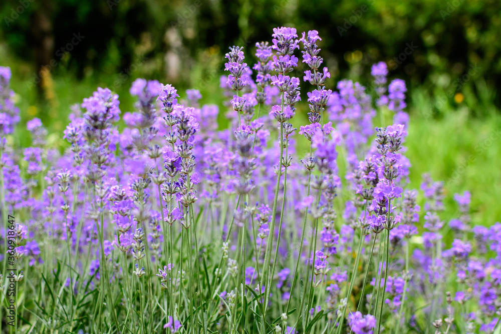Naklejka premium Many small blue lavender flowers in a sunny summer day in Scotland, United Kingdom, with selective focus, beautiful outdoor floral background.
