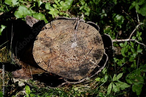 tree stump in a forest