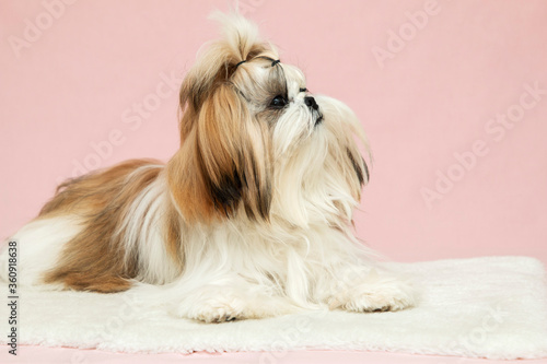 beautiful well groomed cute puppy close-up on a pink background