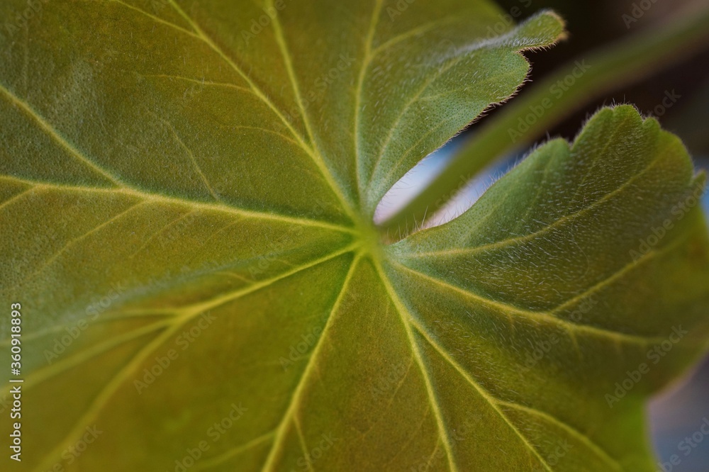 Geranium Pelargonium Indoor Houseplant Leaf and Stalk Close-Up With Macro Focus on Fuzzy Texture and Veins in Spring Green Color Geranium Pelargonium Indoor Houseplant Leaf and Stalk Close-Up With Macro Focus on Fuzzy Texture and Veins in Spring Green Color