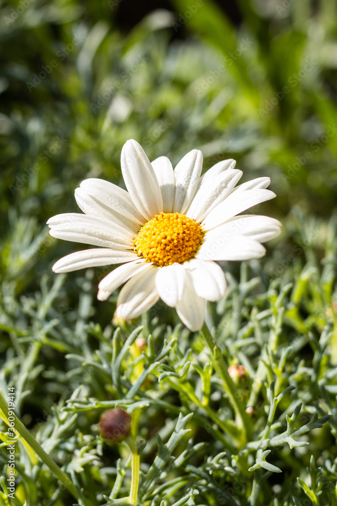 Fototapeta premium White and yellow Daisy flower closeup