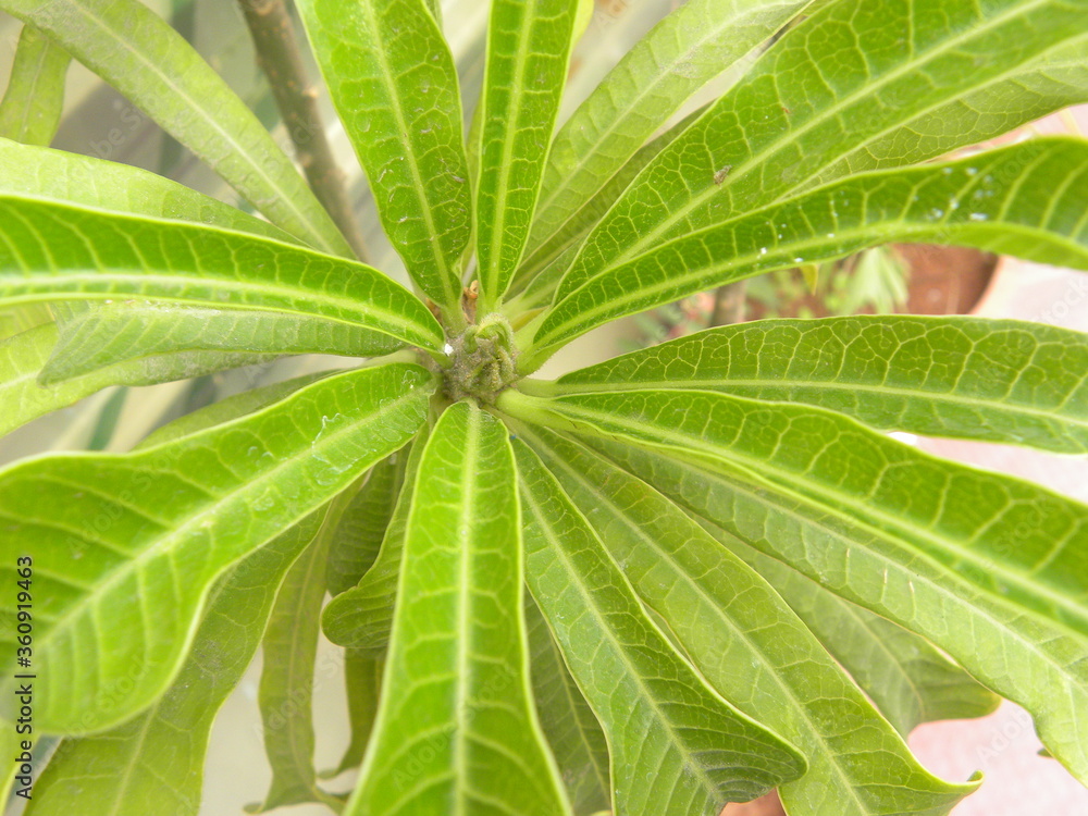 Green garden Croton or Variegated croton or Codiaeum variegatum plant Green garden Croton or Variegated croton or Codiaeum variegatum plant