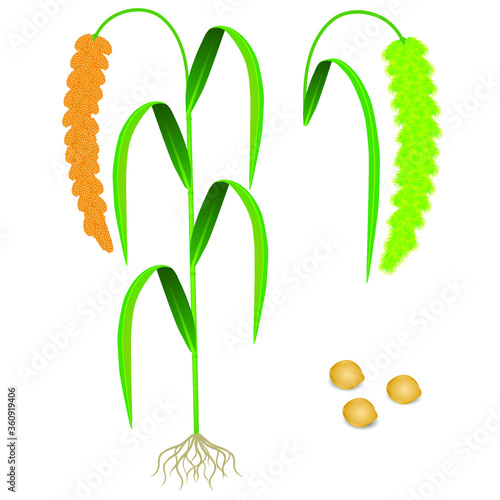 An illustration showing parts of foxtail millet plant.