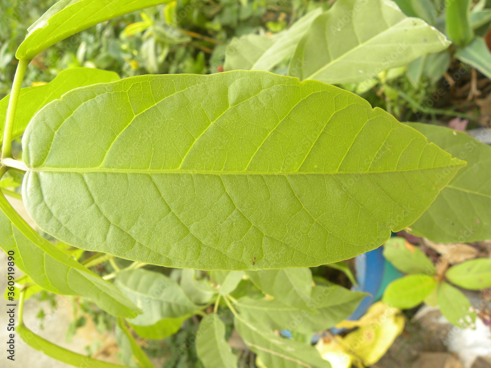 Green color leaf of Crape Jasmine plant Green color leaf of Crape Jasmine plant