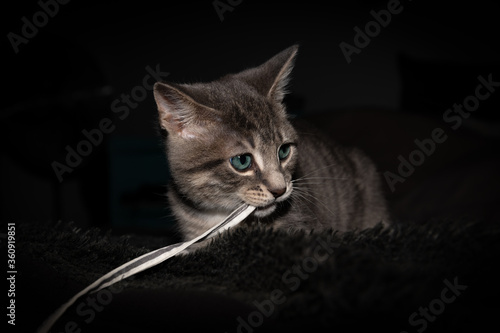 Cute furry tabby kitten Playfull