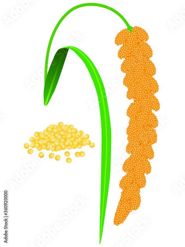 A branch of ripe foxtail millet and millet groats on a white.