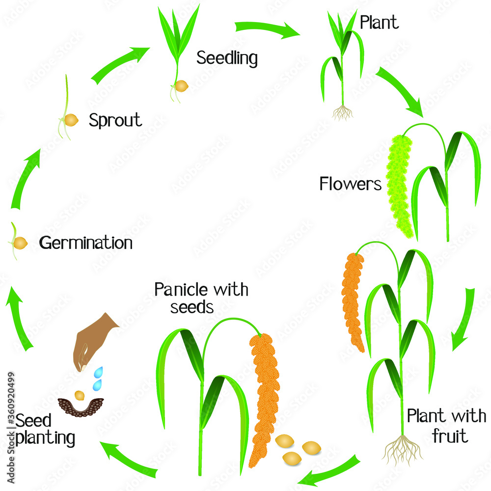 A growth cycle of foxtail millet plant on a white background. Stock
