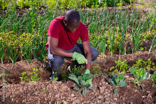 Man gardener during planting cabbage in sunny garden