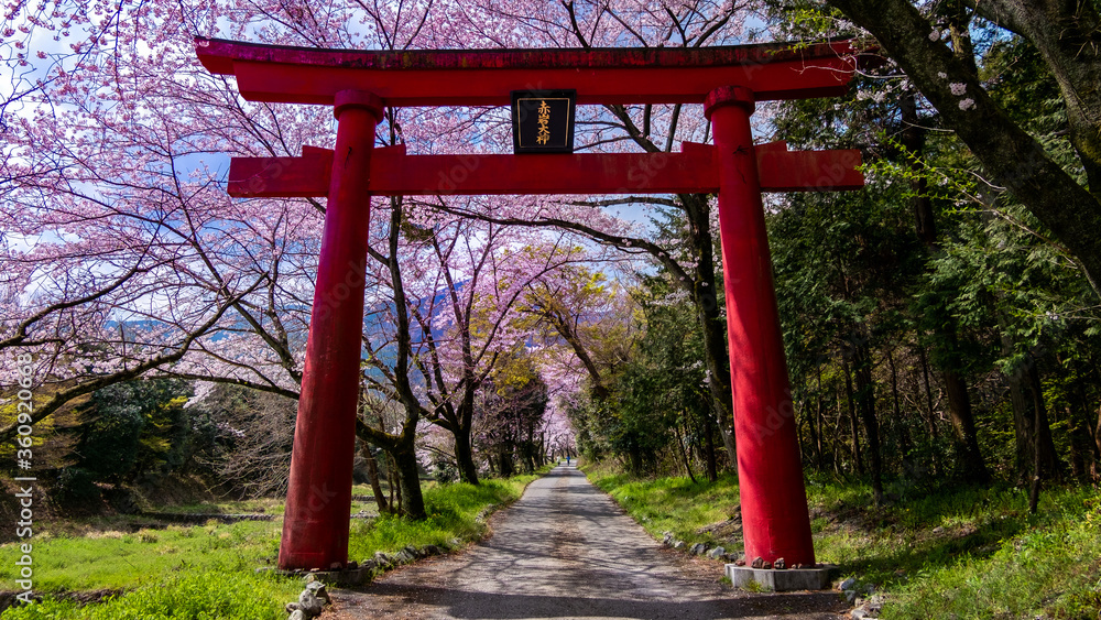 Cherry blossom - Shiga Province Japan lake Biwako 桜 滋賀県 琵琶湖 Cherry blossom - Shiga Province Japan lake Biwako 桜 滋賀県 琵琶湖