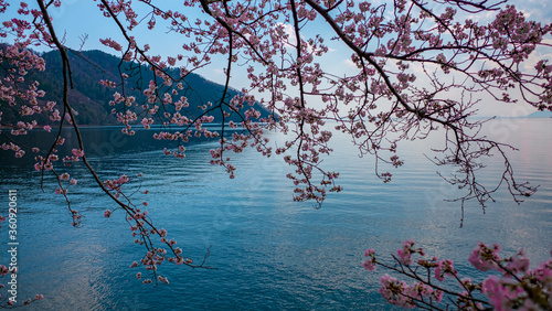 Cherry blossom - Shiga Province Japan lake Biwako 桜 滋賀県 琵琶湖