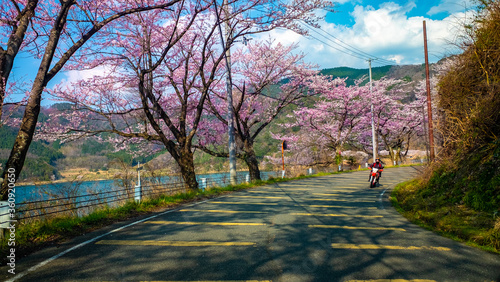 Cherry blossom - Shiga Province Japan lake Biwako 桜 滋賀県 琵琶湖