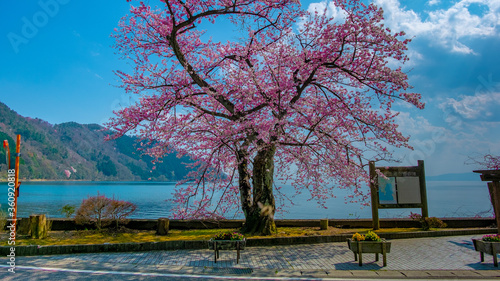 Cherry blossom - Shiga Province Japan lake Biwako 桜 滋賀県 琵琶湖