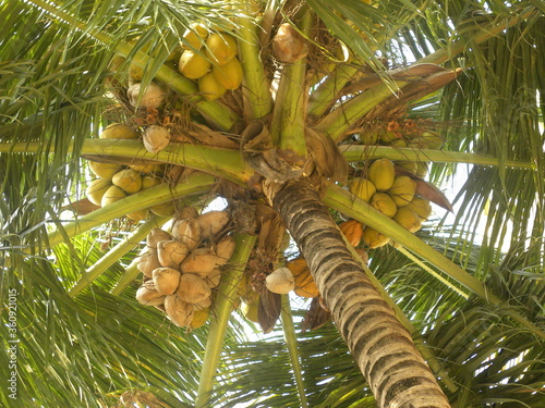 Big Coconut tree with coconuts at the top