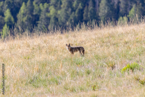 Fototapeta Naklejka Na Ścianę i Meble -  Coyote Hunting Prairie Dogs