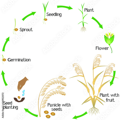 A growth cycle of a millet plant on a white background.