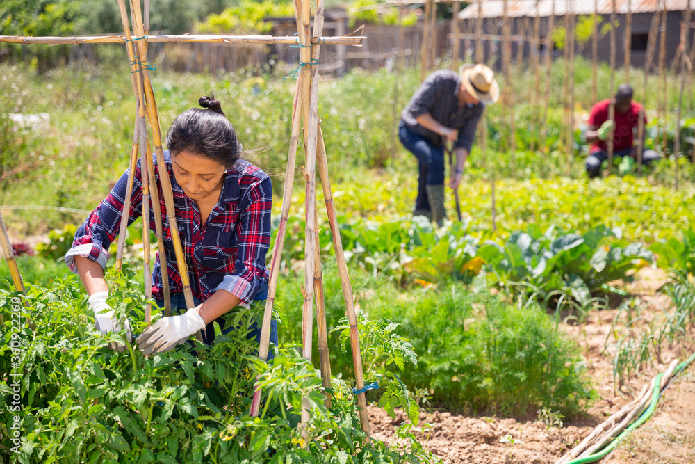 © JackF - Peruvian woman gardener during working with tomatoes  seedling