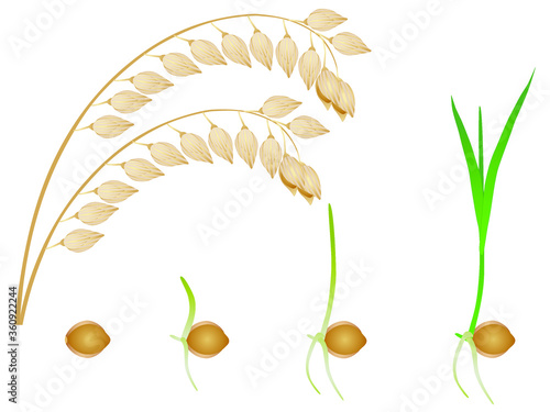 Sequence of millet plant growing isolated on white.