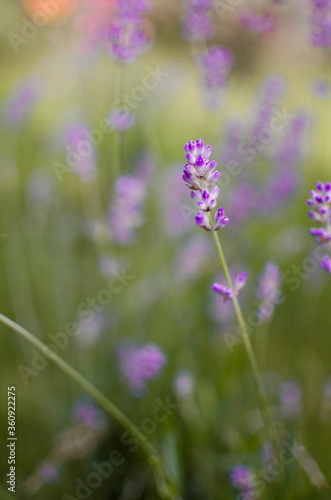 Gentle purple lavender flowers grow on the field outdoors for a bouquet