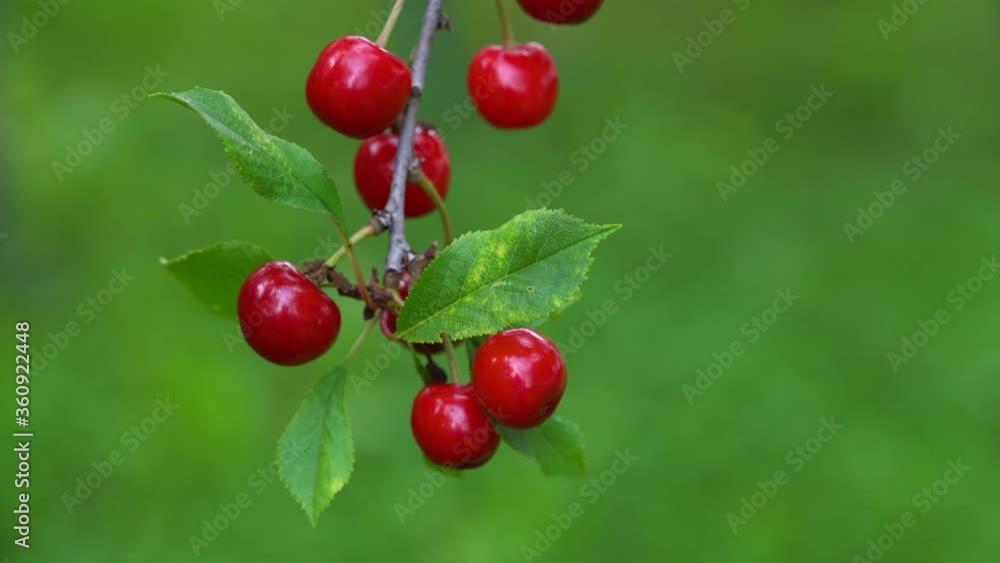 Ripening Organic Cherry in natural ambient - (4K) Ripening Organic Cherry in natural ambient - (4K)