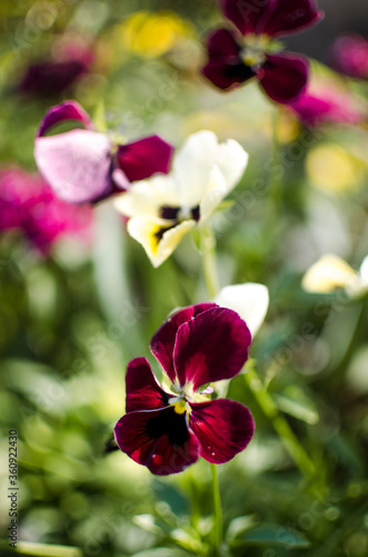 Fresh wildflowers bloom on the field on a beautiful sunny summer day