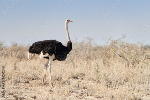 Male ostrich (Struthio camelus) during dry season in Etosha National Park, Namibia
