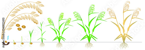 Cycle of growth of a millet plant on a white background.