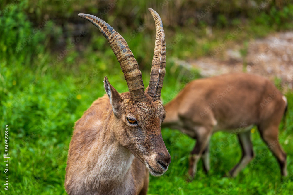 Steinbock - jung - Alpensteinbock - wild