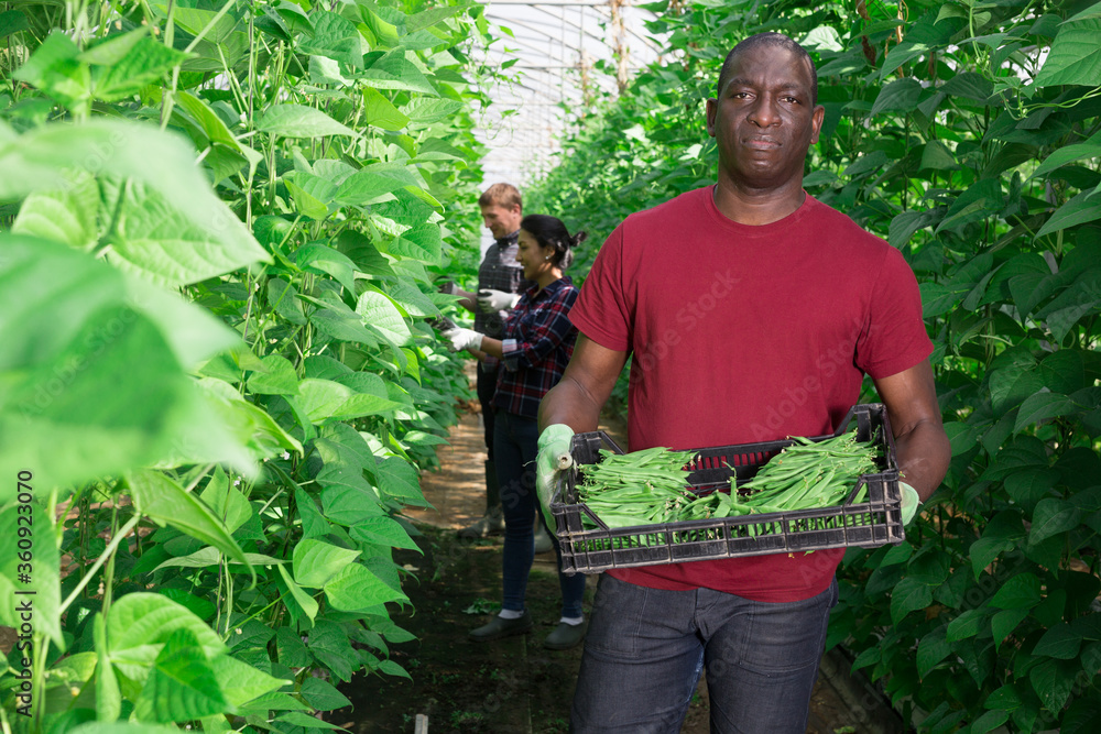 Obraz premium African american gardener stacking boxes with bean in greenhouse