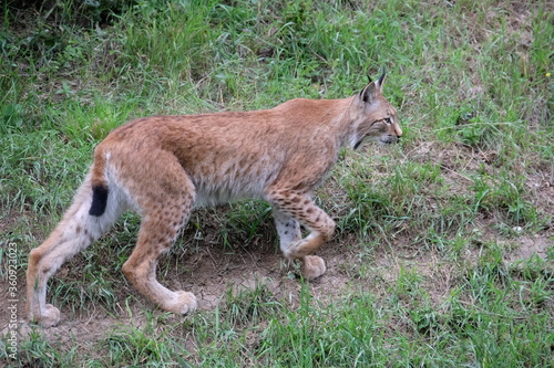 Beautiful red lynx
