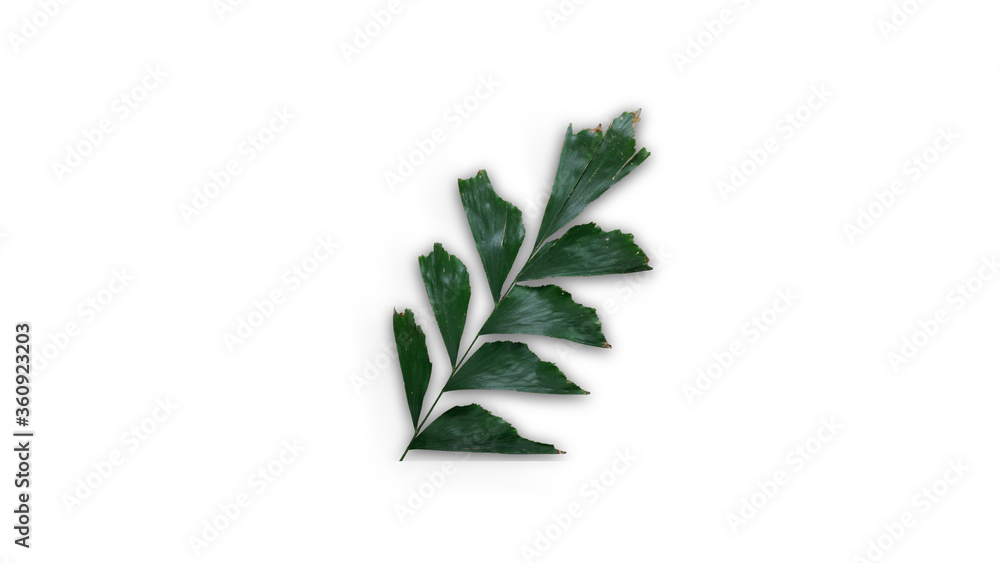 Fototapeta premium green plant isolated on white background