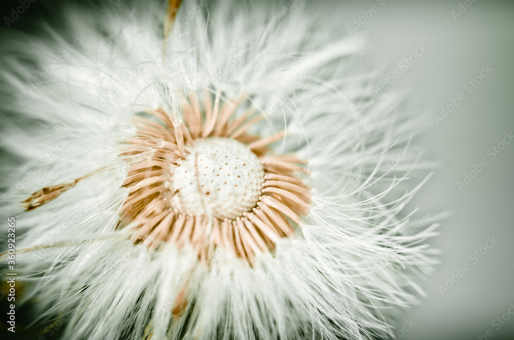Fototapeta premium dandelion seed head