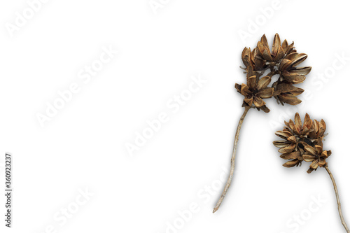 wood stick on white background