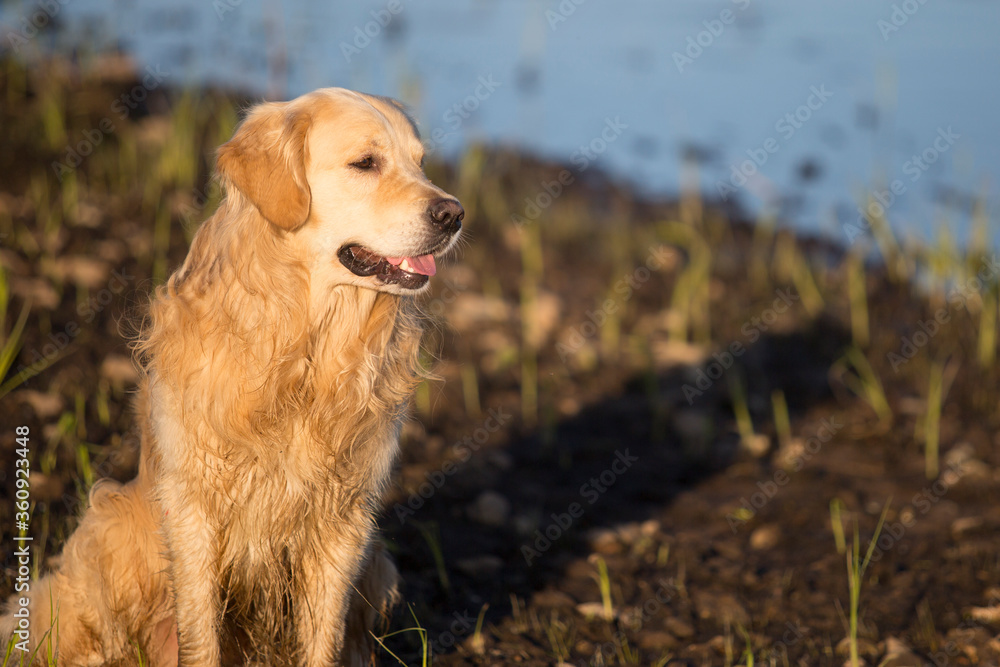 Obraz premium A dog, a Golden Retriever, walks on the street at night at sunset.