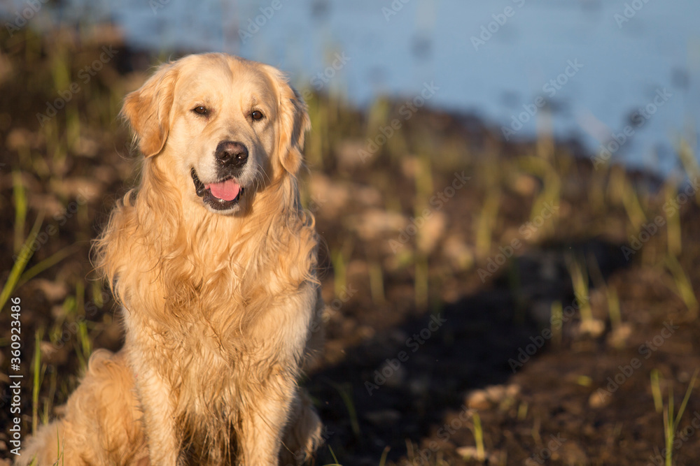 Obraz premium A dog, a Golden Retriever, walks on the street at night at sunset.