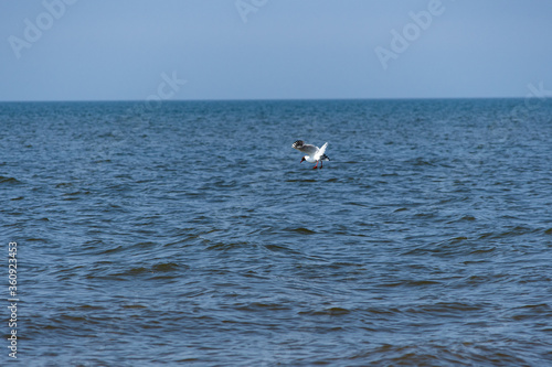 Gull dive into the North Sea on St. Peter-Ording