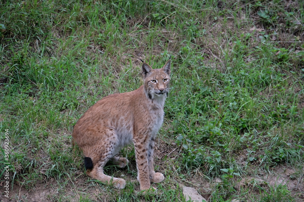 Obraz premium Beautiful red lynx