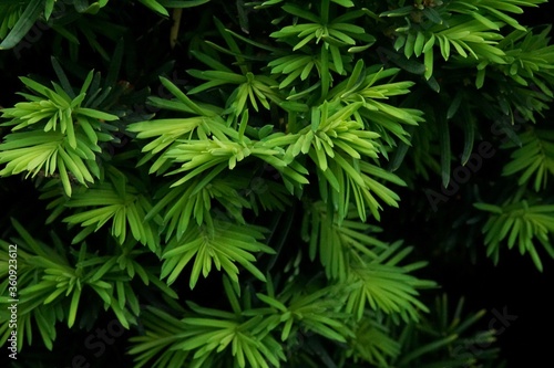 Yew Bush Tree with New Spring Green Foliage 