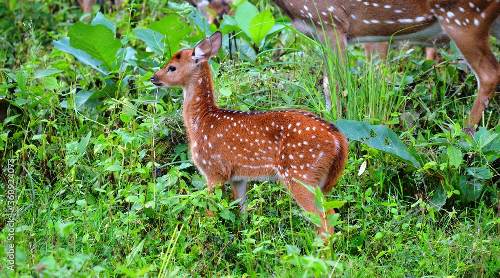 young deer in the forest