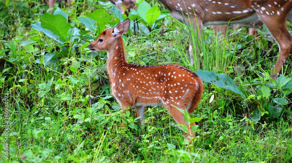 young deer in the forest young deer in the forest
