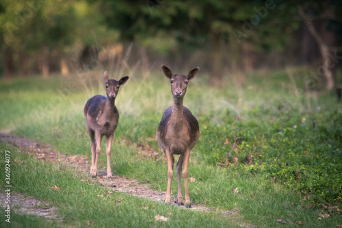 Two deers looking in wonder