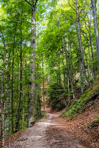 Deciduous forest, Muran plain, Slovakia, seasonal natural scene