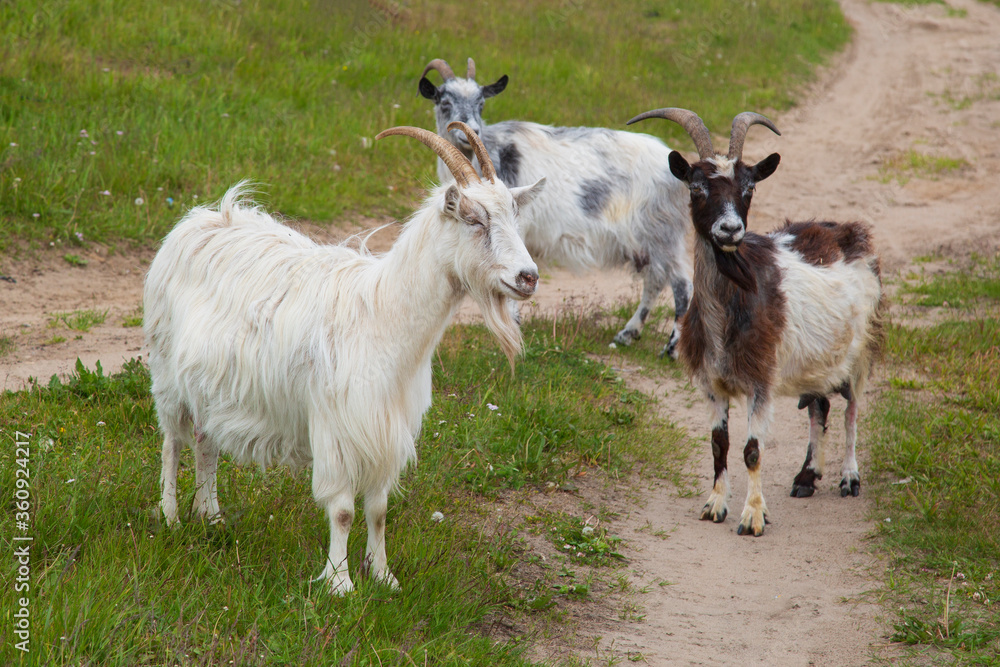 Goats graze in the meadow. Small livestock in the village. Goats graze in the meadow. Small livestock in the village.