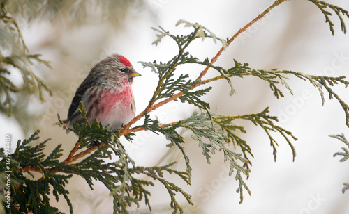 Male common redpoll perched in winter.