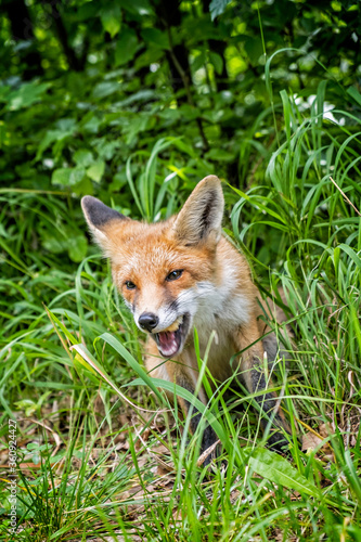 Red fox (Vulpes vulpes), Muran plain, Slovakia, animal scene