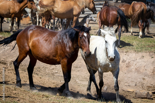 Horses are White and brown in nature. Horses in the countryside