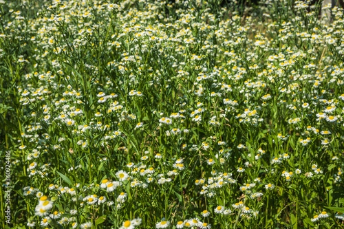 Nature in summer, wild flowers in meadow. Matricaria chamomilla or Italian,German,Hungarian chamomile. Field of chamomile flowers . background with medicinal chamomile.