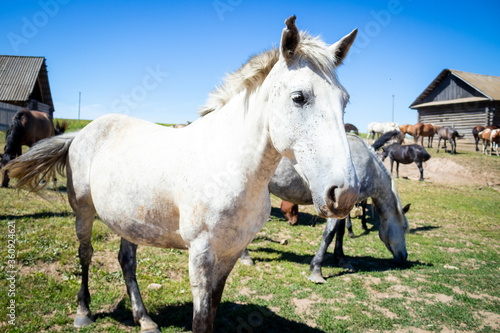 Horses are White and brown in nature. Horses in the countryside
