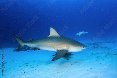 Bull Shark  Carcharhinus leucas  over Sandy Bottom. Bimini  Bahamas
