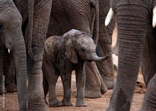 Baby Elephant  Loxodonta africana  Sheltered among the Grown Ups. Kruger Park  South Africa