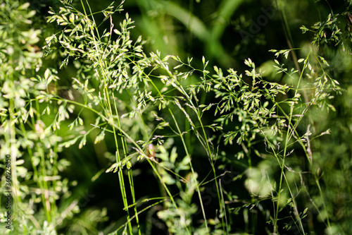 Deschampsia cespitosa, tufted hairgrass or tussock field wild grass movement under the wind in sunlight countryside meadow.